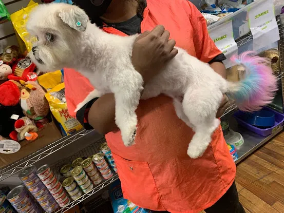 Noommy Inc Petshop & Grooming
