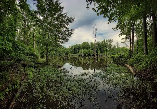 North Mount Loretto State Forest