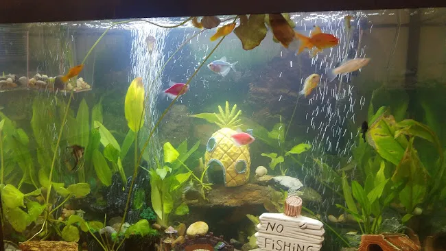 Northern Aquarium pet