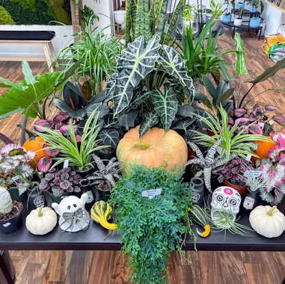 NY City Succulents Inc