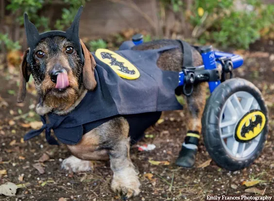 NY Clever K9 Inc.