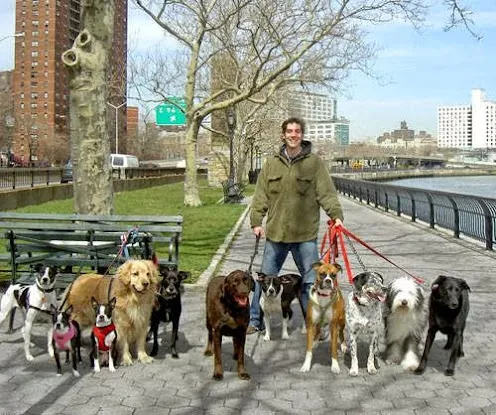 NY Loves Dogs/Susan Cava