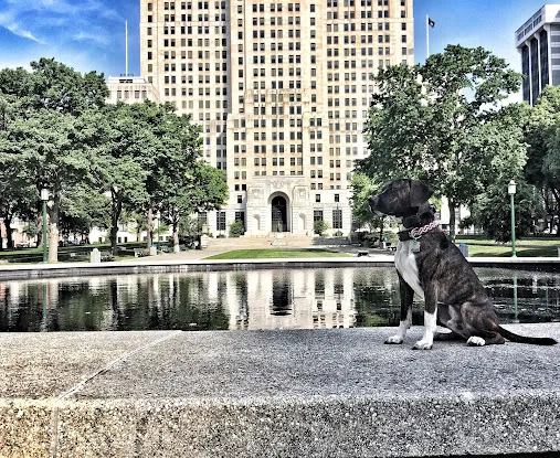 NY Metro Off Leash K9 Training
