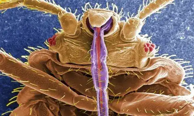 NYC Bedbug Inspections