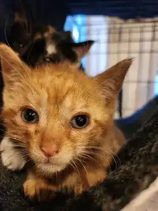 NYC Cat Coalition
