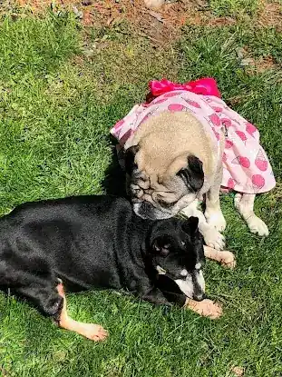 NYC Dog Care 4 Special Needs