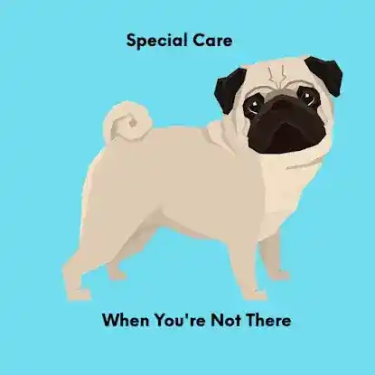 NYC Dog Care For Speical Needs