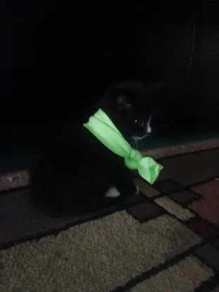 NYC Feral Cat Initiative