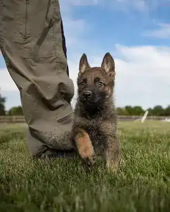 NYC German Shepherds