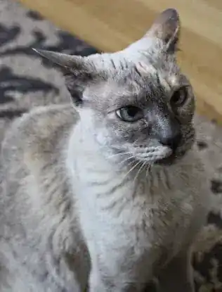 NYC Pet Nanny Cat Sitting Service