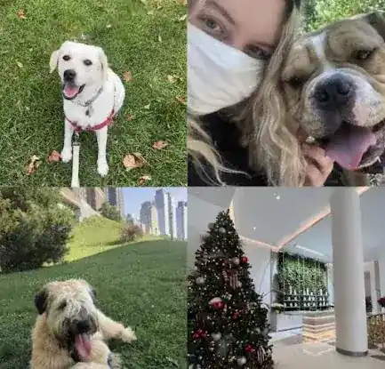 NYC Puppy Palace