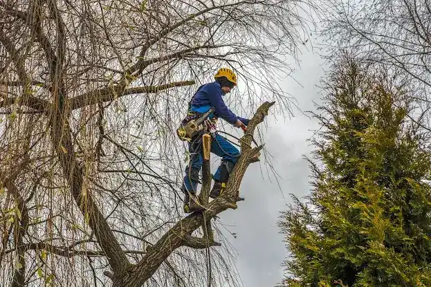 NYC Tree Pro Services