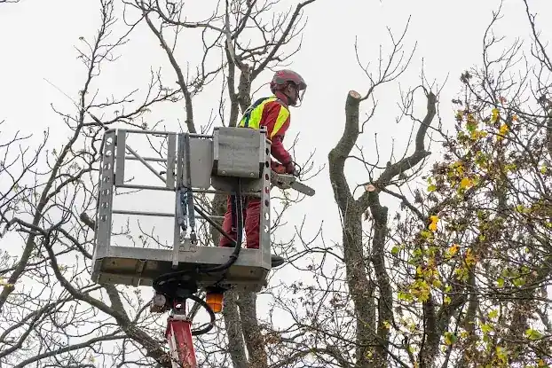 NYC Tree Trimming & Removal