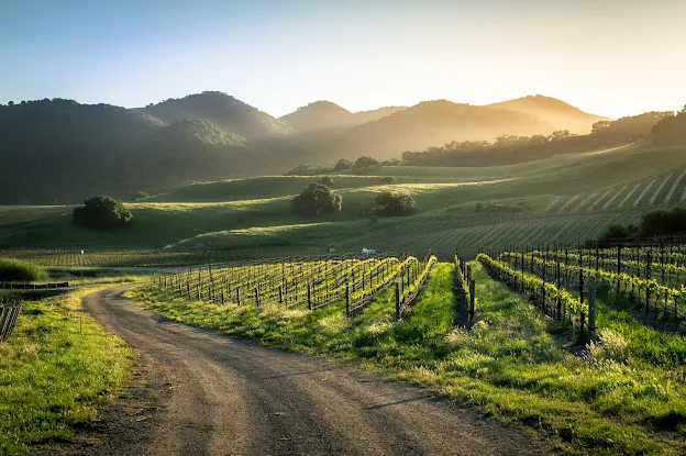Oceano Wines