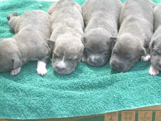OLD RED ENGLISH BULLDOGS KENNEL INC