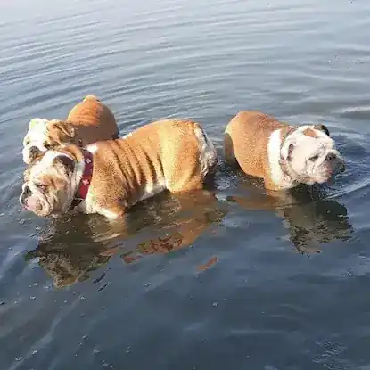 Old Red English Bulldogs Kennel Inc
