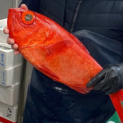 OP - Ocean Providence New York - Seafood Wholesale