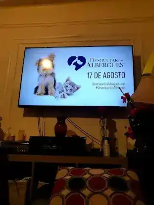Open Seas Adoption Services, Inc.