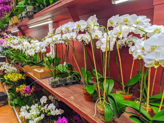 Orchid Man