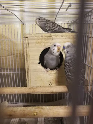 Organic Birds Breeder