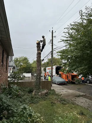Owens Brothers Tree Service
