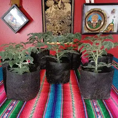 Pachamama Market Garden LLC