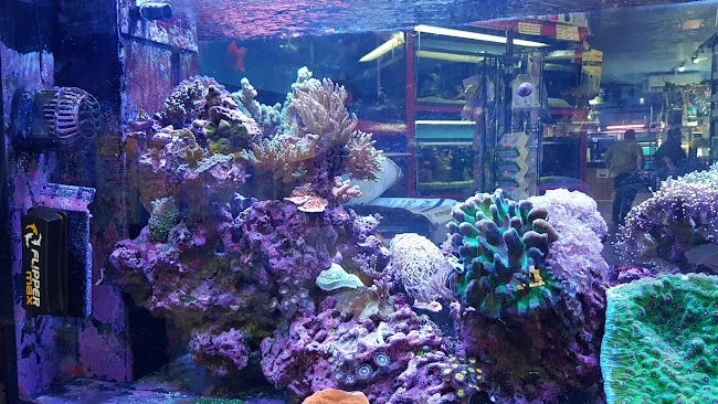 Pacific Aquarium & Plant