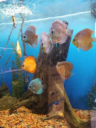 Paradise Aquarium