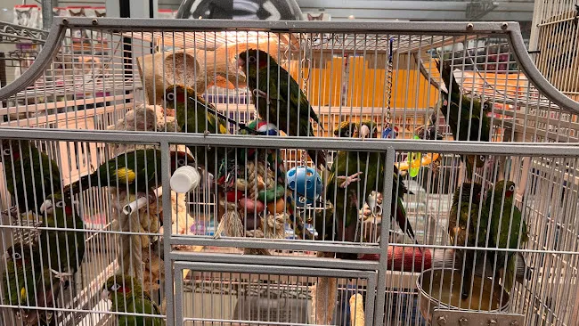 Parrots of the World