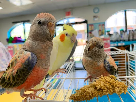Paterson Bird Store