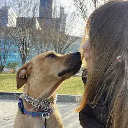 Pawfect Walk