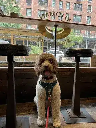 Paws for Thought Dog Training