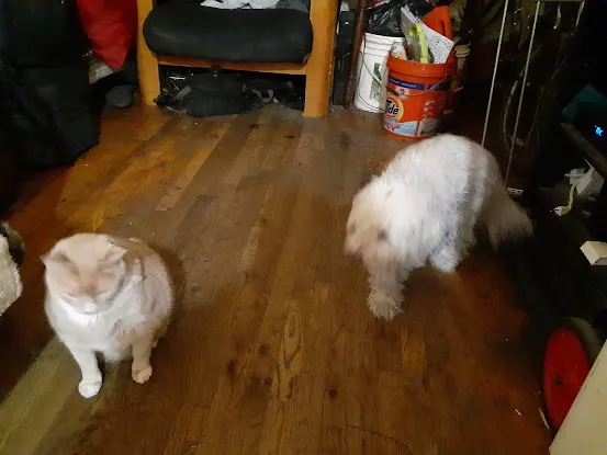 PAWS - Pet Alert Warning System