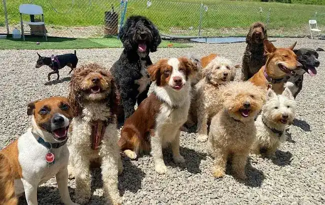 Pawsitive Woofs