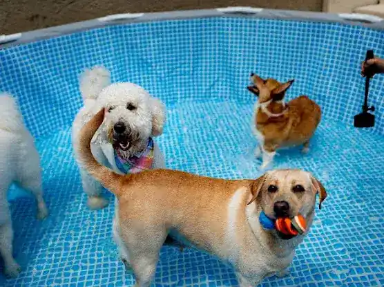 Pawtel Inc