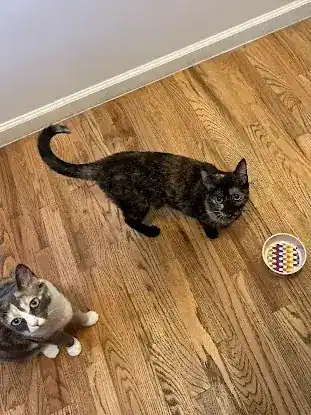 Pearly Bites Veterinary