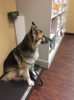 Perfect Behavior Dog Training