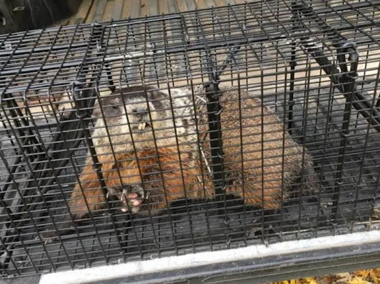 Pest Animal Removal Westchester