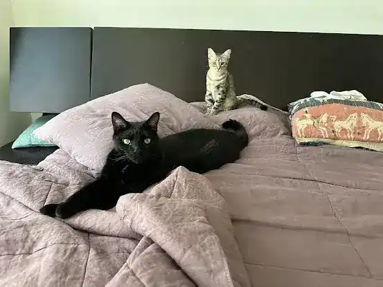Pet Love