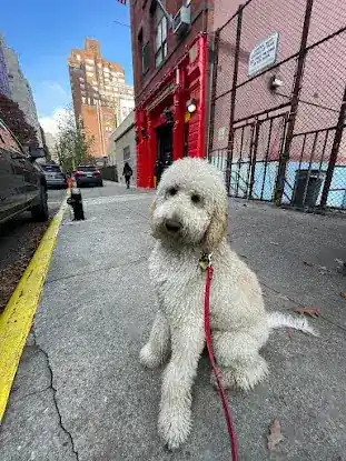 Pet Love NYC