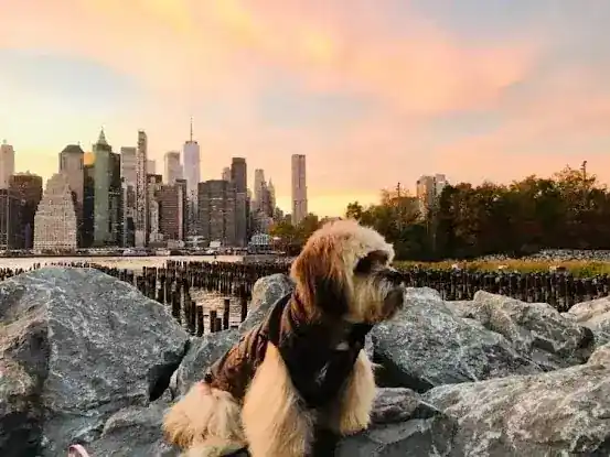 Pet Promise Inc.
