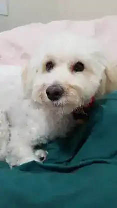 Pet Star Grooming