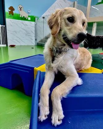 Pet Story NY
