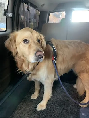 Pet Taxi Transportation