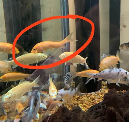 Petco