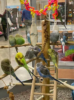 Petco