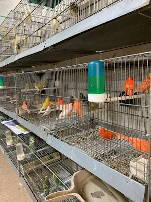 Pete's Bird Garden
