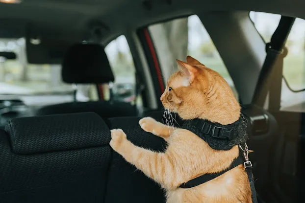 Petmo