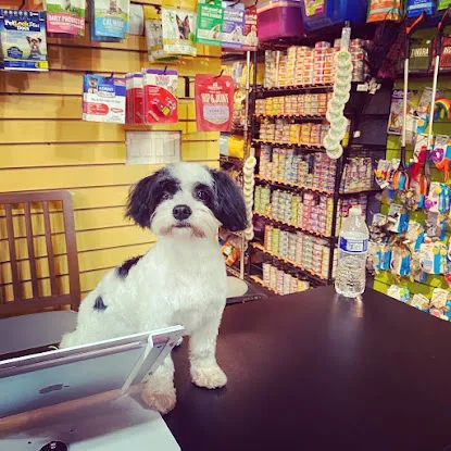 Pets on Broadway NYC 2