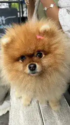 PetSmart Grooming
